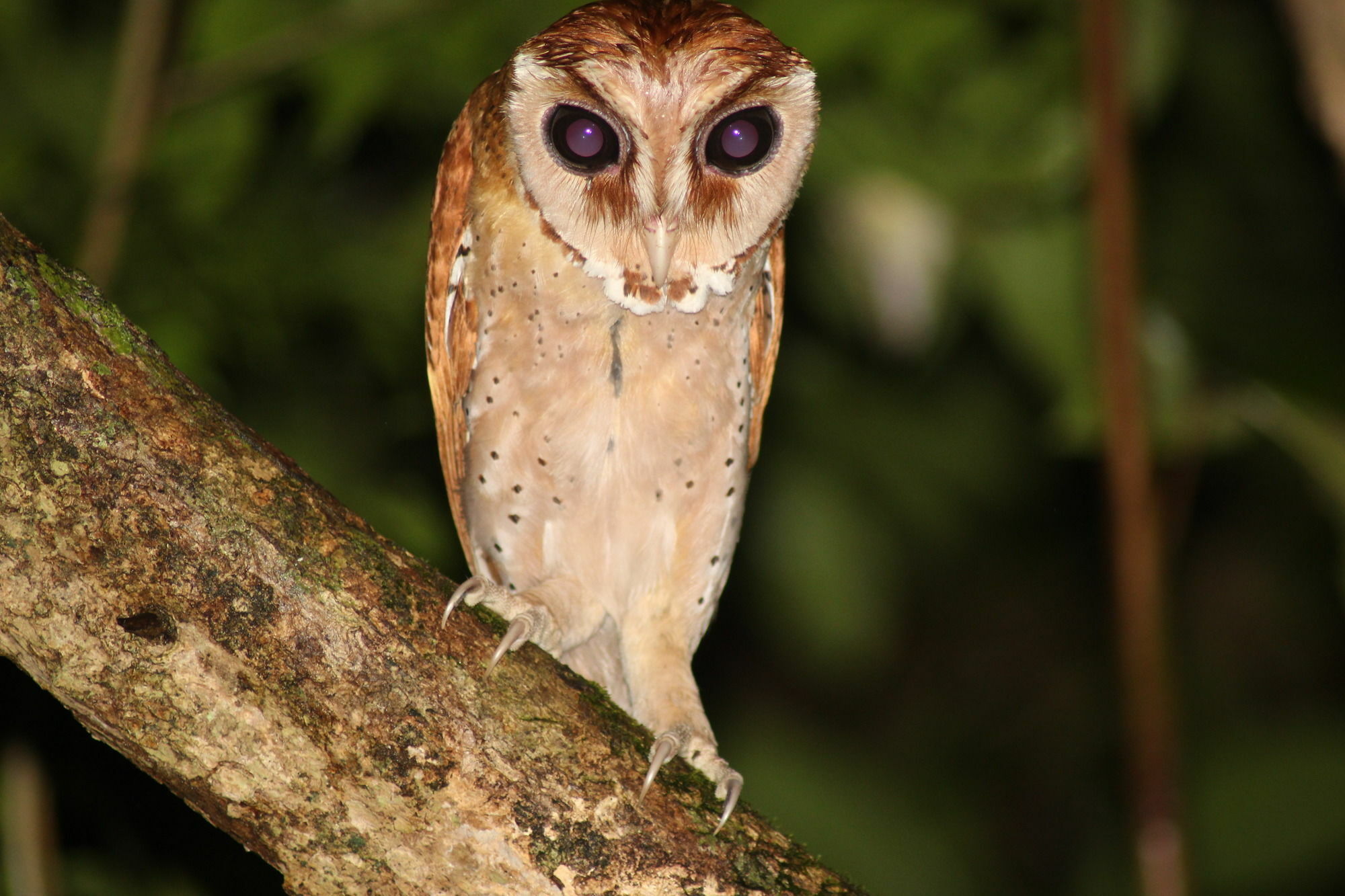 Borneo Natural Sukau Bilit Resort Экстерьер фото