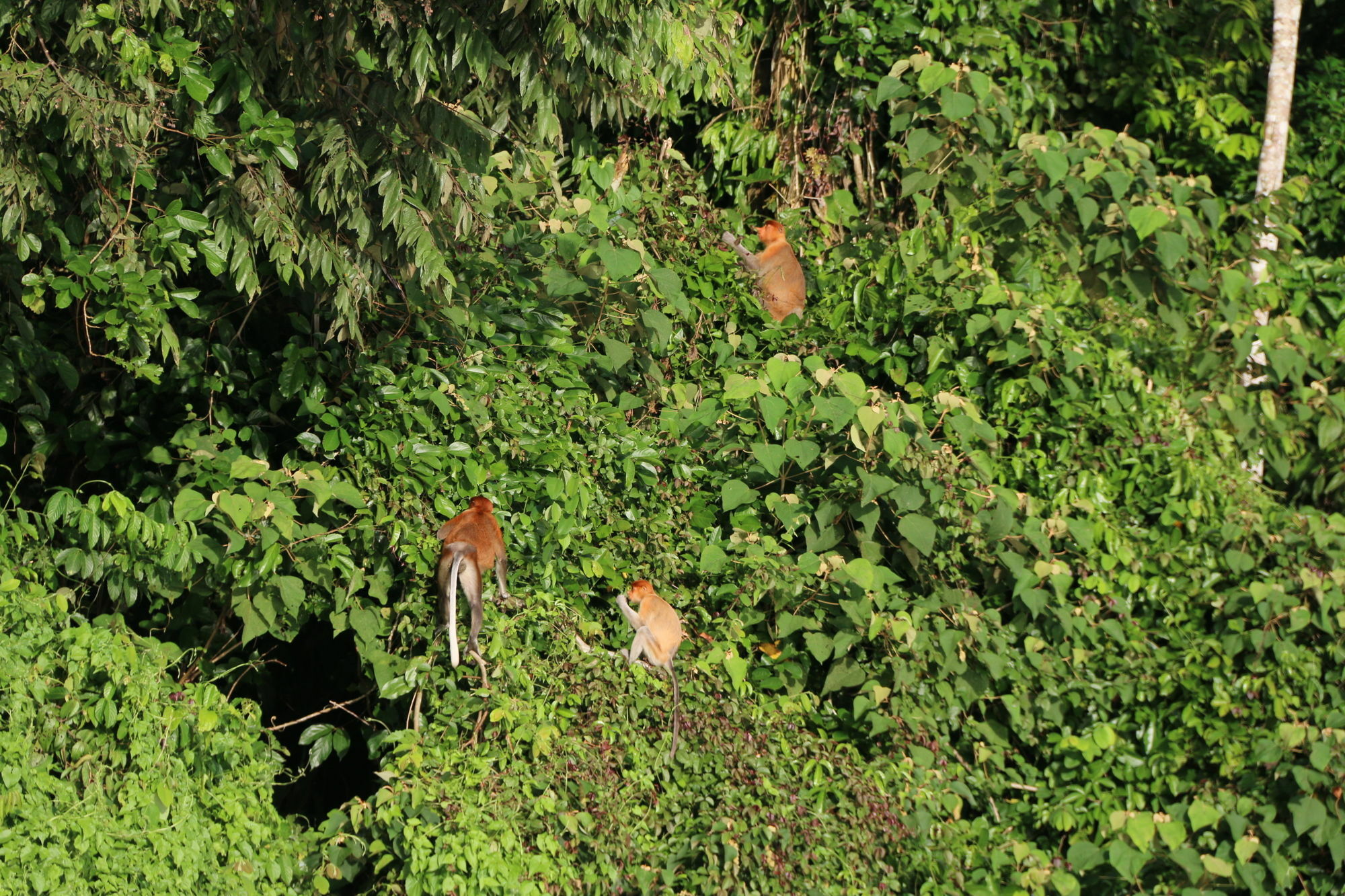Borneo Natural Sukau Bilit Resort Экстерьер фото